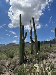 Carnegiea gigantea