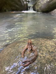 Macrobrachium faustinum