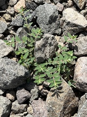 Euphorbia capitellata