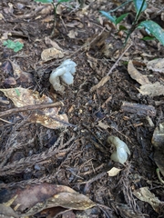 Monotropastrum humile