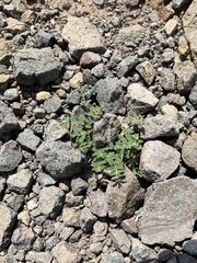 Euphorbia capitellata