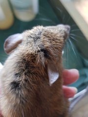 Rattus rattus