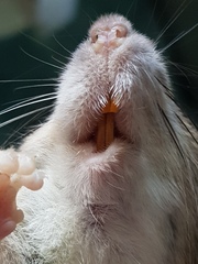 Rattus rattus
