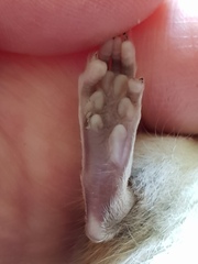 Rattus rattus
