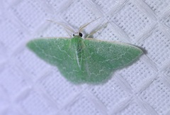 Synchlora