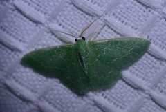 Synchlora
