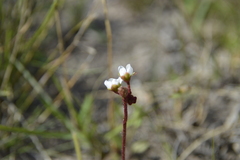 Drosera trinervia