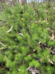 Persoonia chamaepitys