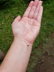Leiobunum