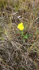 Hypochaeris radicata