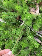 Persoonia chamaepitys