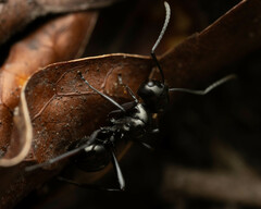 Polyrhachis australis