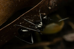 Polyrhachis australis