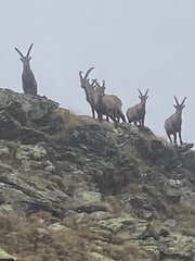 Capra ibex