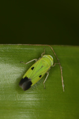 Nephotettix nigropictus
