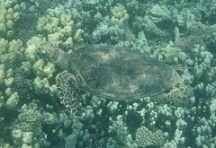 Eretmochelys imbricata