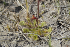 Drosera trinervia
