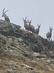 Capra ibex