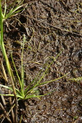 Eriocaulon chinorossicum
