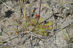 Drosera trinervia