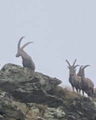 Capra ibex