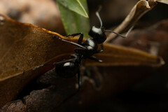 Polyrhachis australis