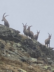 Capra ibex