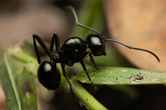 Polyrhachis australis