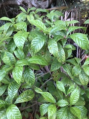 Psychotria nervosa