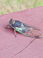 Neotibicen lyricen