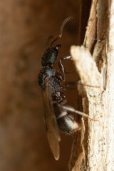 Rhytidoponera victoriae