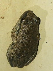 Litoria rubella