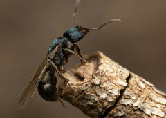 Rhytidoponera victoriae