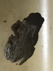 Litoria rubella