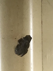 Litoria rubella