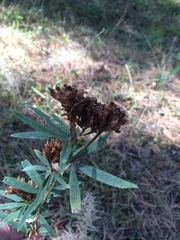 Trifolium lupinaster
