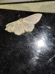 Idaea eugeniata