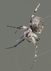 Larinioides sclopetarius