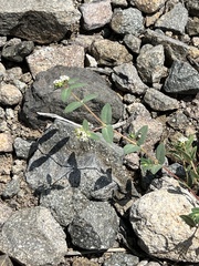 Euphorbia capitellata