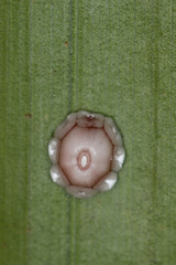 Ceroplastes