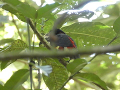 Pteroglossus torquatus