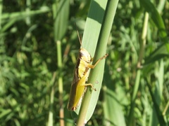 Oxya japonica