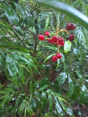 Ardisia crenata