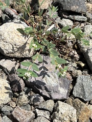 Euphorbia capitellata