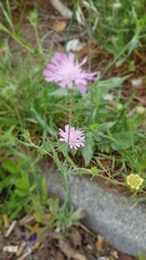 Knautia integrifolia