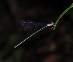 Phasmoneura exigua