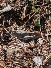 Oedipoda