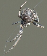 Larinioides sclopetarius