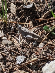 Oedipoda