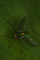 Chrysosomatini